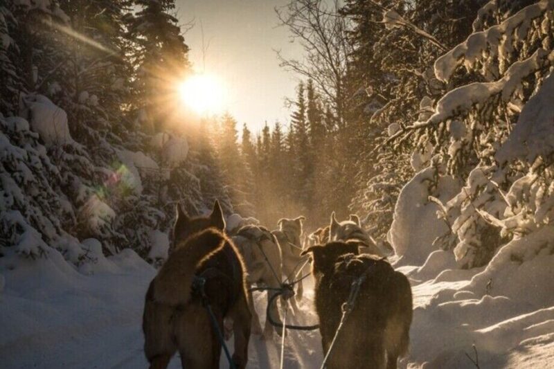Fairbanks: Private Mush on the Historic Yukon Quest Trail - A Detailed Look at the Tour Experience