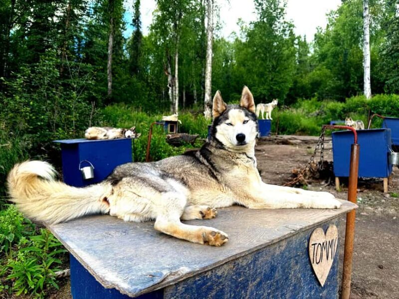 Fairbanks: Siberian Husky Kennel Tour - Itinerary Breakdown
