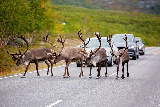 Fairbanks to Denali Scenic Private Shuttle Transfer - Key Points