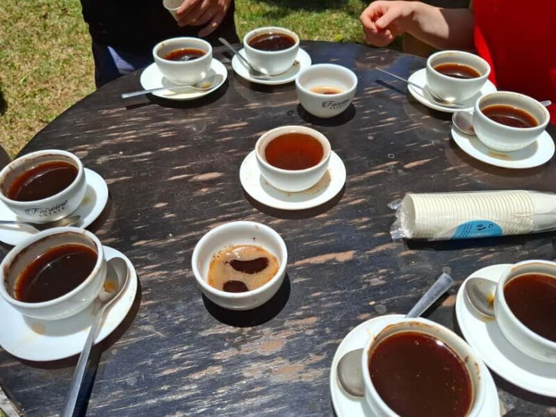 Fairview Coffee Estate day Tour - The Sum Up