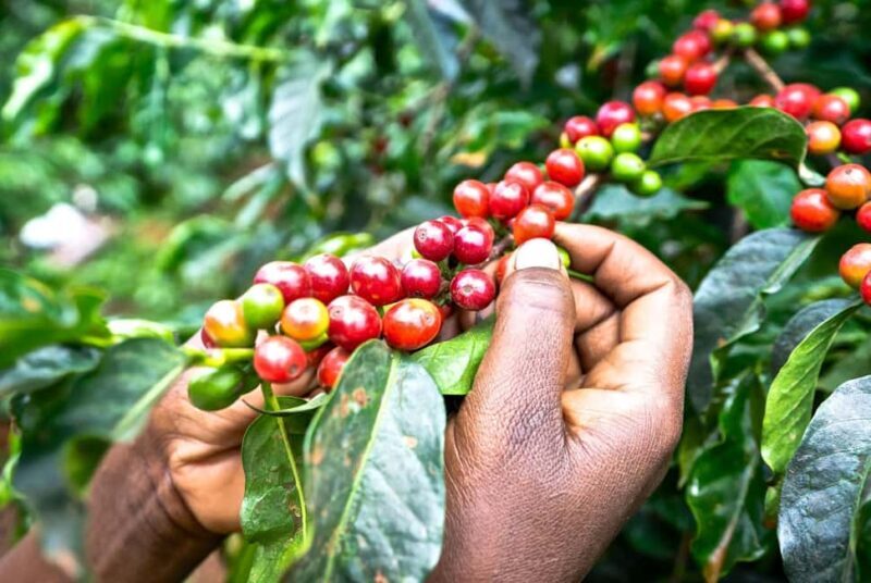 Fairview Coffee Estate Tour From Nairobi - Key Points