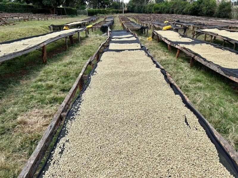 Fairview Coffee Estate Tour From Nairobi - The Sum Up