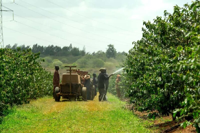 Fairview Coffee Estate Tour From Nairobi - FAQ