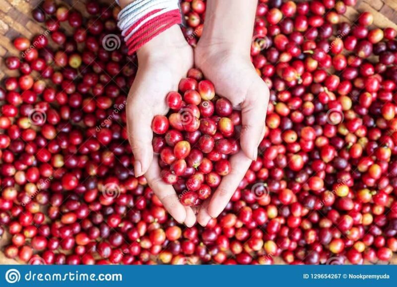 Fairview Coffee Farm and Factory Guided Tour with Entry Fees - An In-Depth Look at the Fairview Coffee Farm Tour