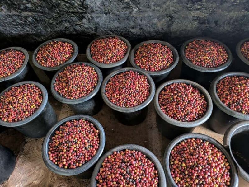 Fairview Coffee Farm Day Tour From Nairobi - Who Would Love This Tour?