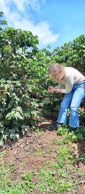 FAIRVIEW COFFEE FARM DAY TOUR - Key Points