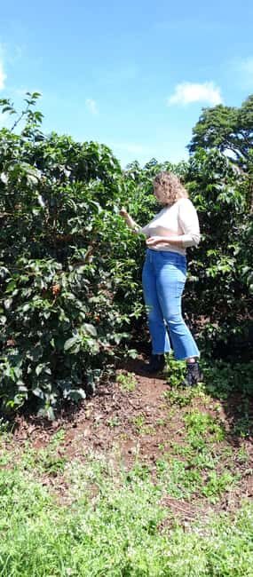 FAIRVIEW COFFEE FARM DAY TOUR - FAQs