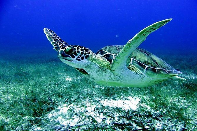 Fajardo Afternoon Snorkeling Adventure Tour - Introduction