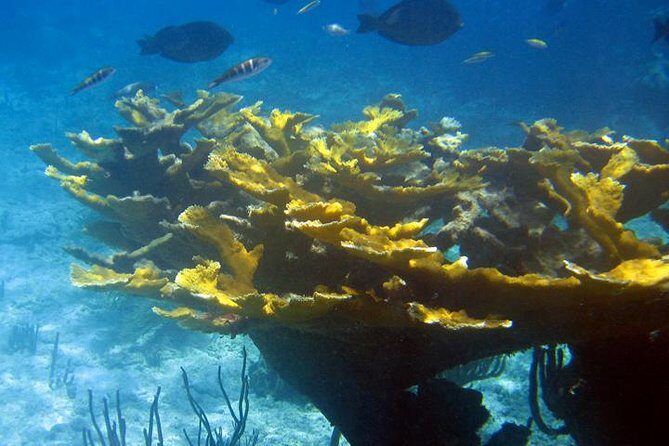 Fajardo Afternoon Snorkeling Adventure Tour - Practical Considerations