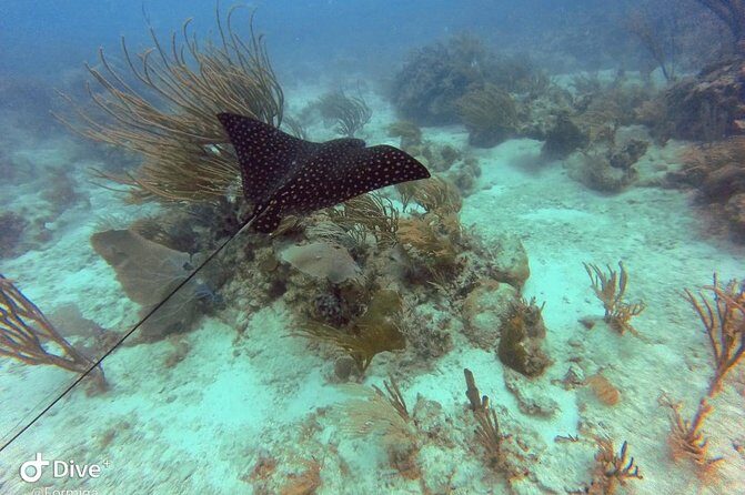 Fajardo Afternoon Snorkeling Adventure Tour - Who Is It For?