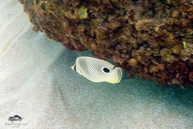 Fajardo, Puerto Rico: Morning Snorkeling Beach Tour - Authentic Experiences from Reviewers