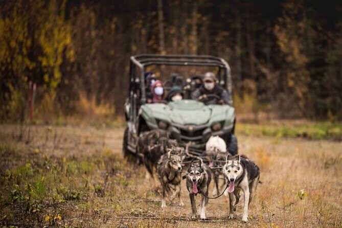 Fall Aurora Mushing Cart Ride Bucket List Adventure - Dive Into the Details of the Experience