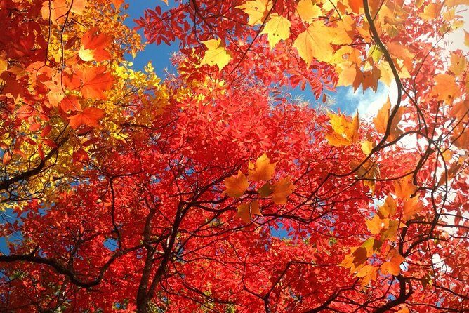 Fall Color Tour in the Smoky Mountains - Key Points