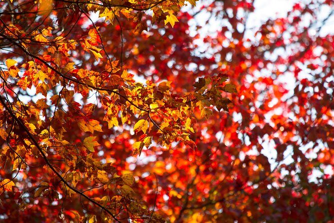 Fall Foliage Scenic Day Trip to Vermont and Western MA with Stops - The Sum Up