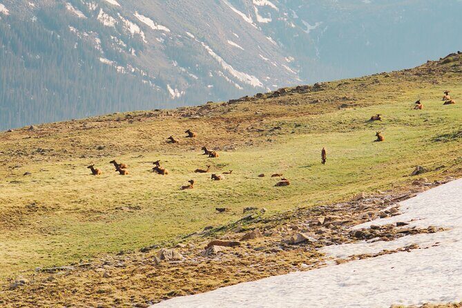 Fall Private Elk Rut Rocky Mountain National Park Tour - FAQ