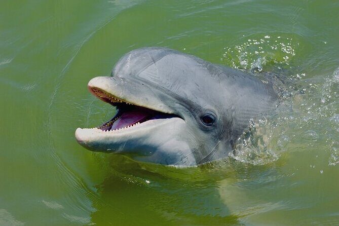 Family Friendly Dolphin Nature Kayak Tours in Hilton Head - Key Points