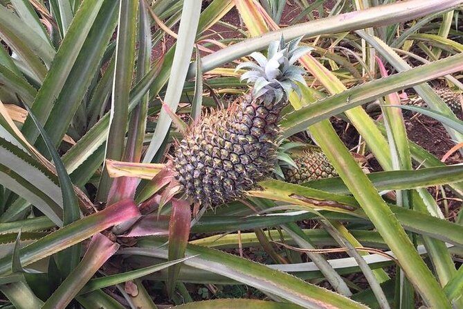 Family-Friendly Private Circle Island Tour of Oahu - FAQs