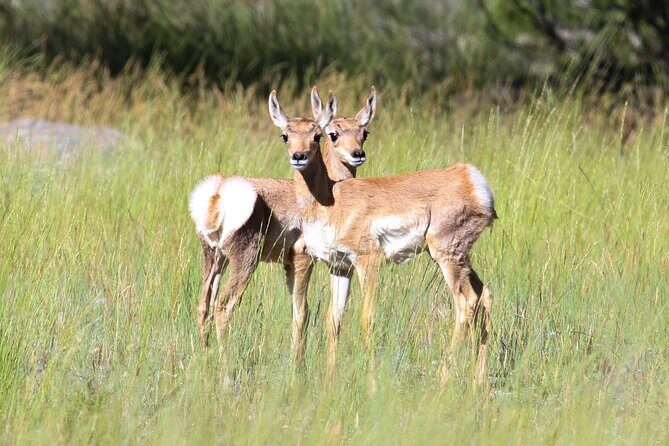 Family Friendly Private Tour at Yellowstone National Park w/Lunch - FAQs