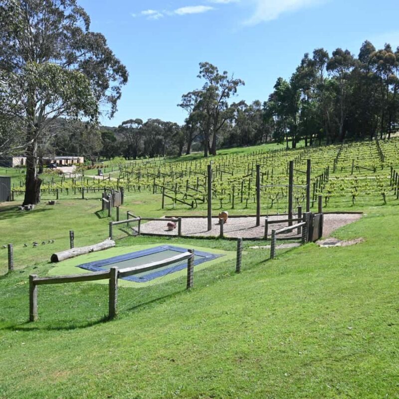 Family Lunch and Arthurs Seat Eagle for 2 Adults and 2 kids - The Sum Up: Why This Tour Is a Great Choice