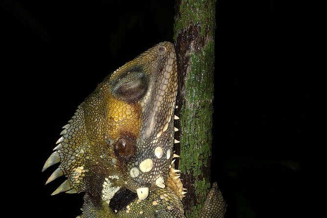 Family Night Walking Tour at Tropical Rainforest in Daintree - The Experience in Detail