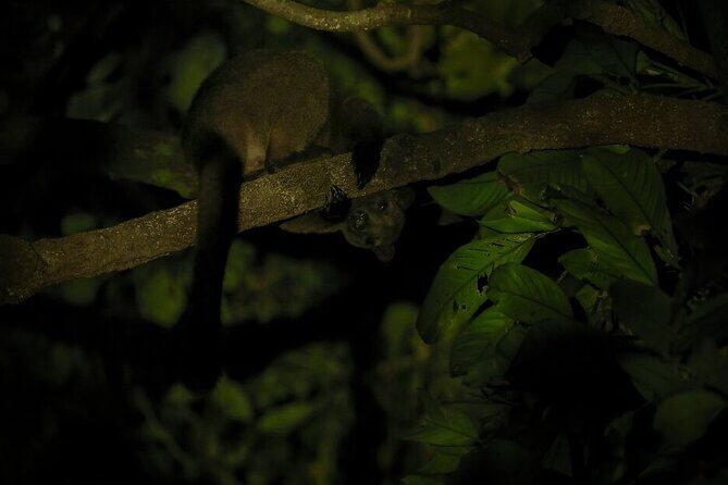 Family Night Walking Tour at Tropical Rainforest in Daintree - The Sum Up
