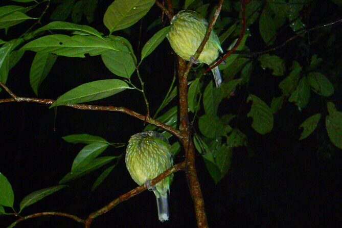 Family Night Walking Tour at Tropical Rainforest in Daintree - FAQs