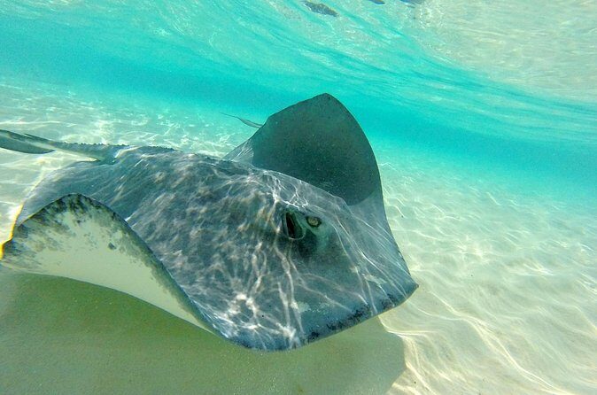 (Family owned) Stingray city sandbar, Starfish Beach & Snorkeling - The Authentic Experience for the Curious Traveler