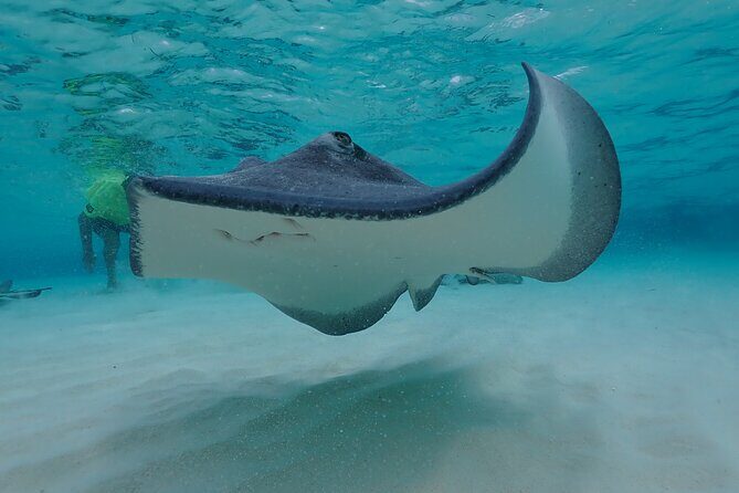 (Family owned) Stingray city sandbar, Starfish Beach & Snorkeling - FAQs