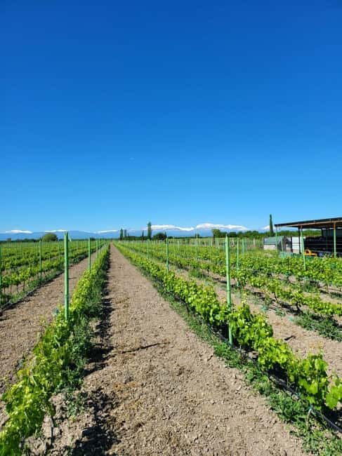 Family-owned Winery Tour with Candy Cane Mountain Visit - Key Points