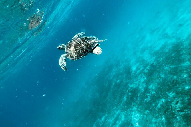 Family Snorkel Safari. Private boat! - Who Should Book This Tour?