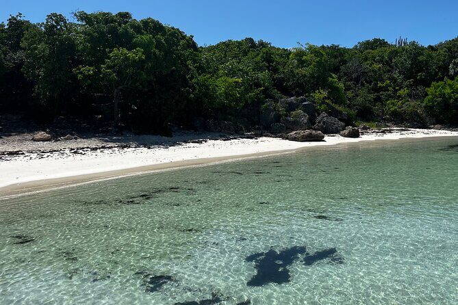 FANTASTIC Green Island and Sea Turtles - Half Day share boat trip - An In-Depth Look at the Green Island and Sea Turtles Experience