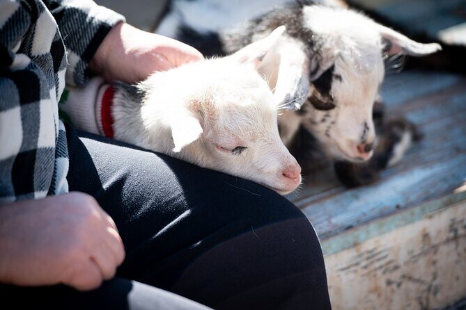 Farm Day Pass General Admission - Exploring the Farm Experience: What Youll Find