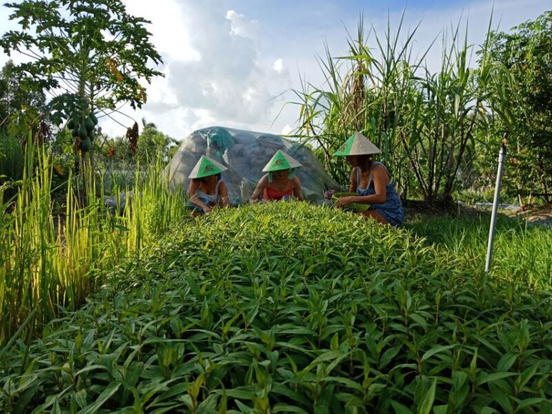 Farm-To-Table Healthy Cooking Class: Half-Day Tour - A Taste of Vietnam’s Healthy Food Culture: Farm-To-Table Cooking Class