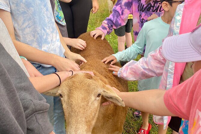 Farm Tour at Clover Brooke Llama/Alpaca/Goat Farm - Authentic Feedback from Visitors