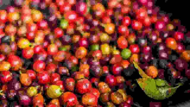 Farm Tour from Nairobi: Karunguru Coffee Farm Experience - The Itinerary: What You Can Expect