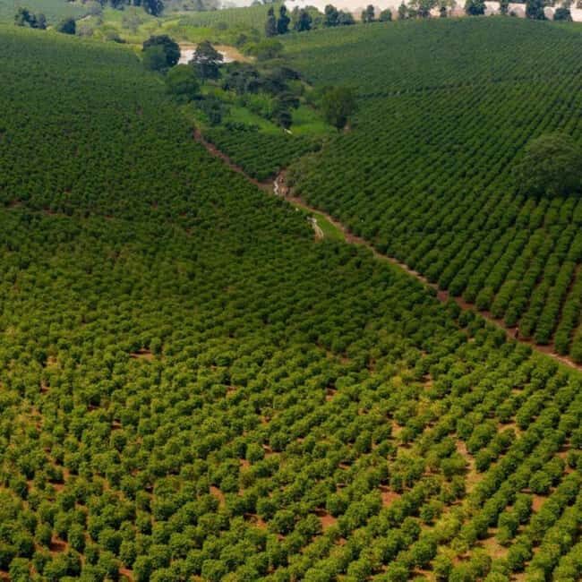 Farm Tour from Nairobi: Karunguru Coffee Farm Experience - The Sum Up