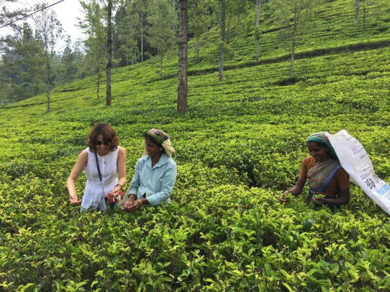 Fascinating Tours in Sri Lanka - Frequently Asked Questions