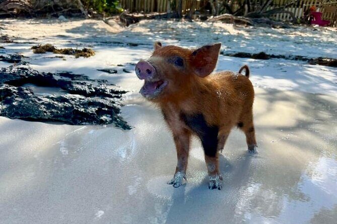 Fast Track Swimming Pigs Encounter - Practical Details: What You Need to Know