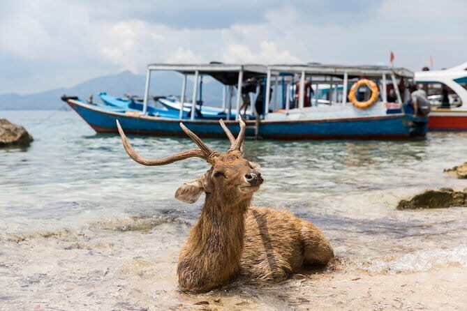 Fastboat to Gili Trawangan or Gili Air - Who Should Consider This Tour?