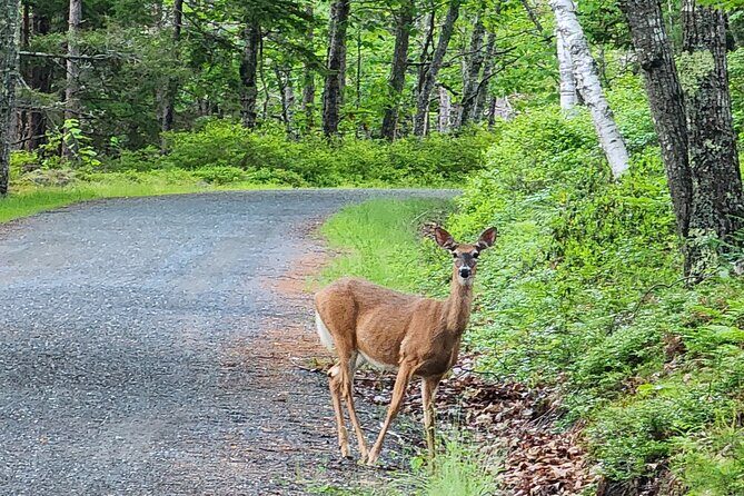 Fat Tire E-Bike Rental in Bar Harbor - FAQ