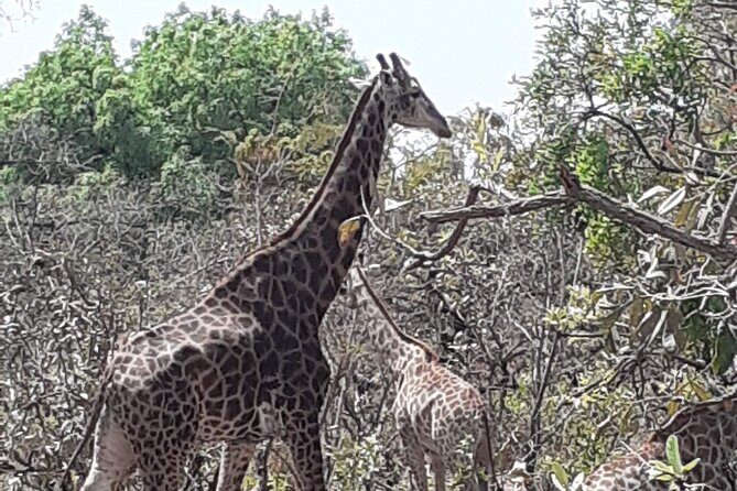 Fathala Wildlife Park - Exploring Fathala Wildlife Park: A Unique Cross-Border Safari from Gambia
