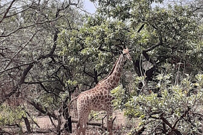 Fathala Wildlife Park - Sources
