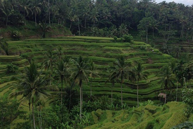 Favorite Sites of Ubud Daytrip - Exploring the Heart of Bali: What Makes This Tour Special