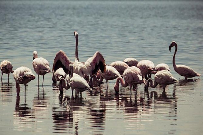 Fayoum Full Day tour Bird Watching - The Itinerary in Detail