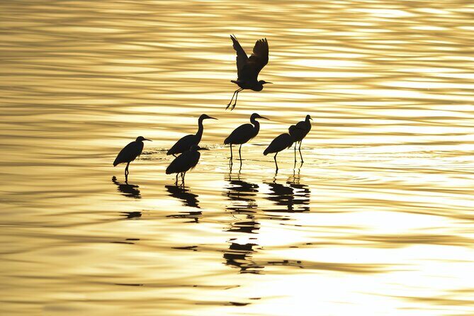 Fayoum Full Day tour Bird Watching - Pricing & Value