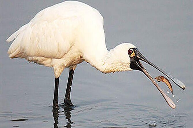 Fayoum Full Day tour Bird Watching - Practical Tips for Travelers