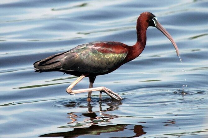 Fayoum Full Day tour Bird Watching - The Sum Up