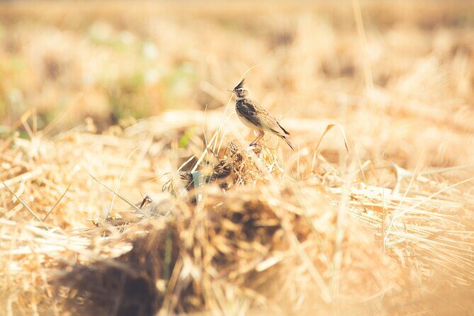 Fayoum Full Day tour Bird Watching - FAQ