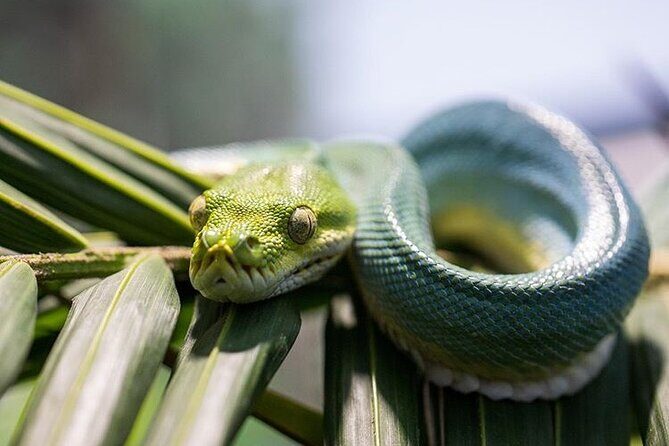 Featherdale Wildlife Park with Exclusive Private Transfers - An Introduction to the Experience