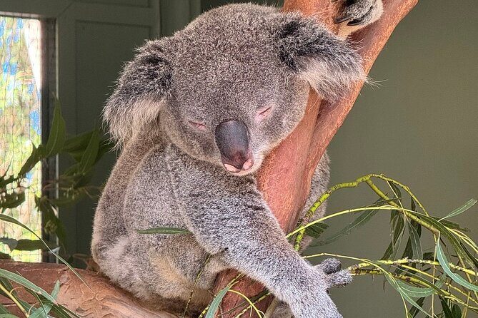Featherdale Wildlife Park with Exclusive Private Transfers - Final Thoughts: Is This Tour for You?